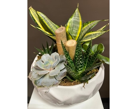Succulent garden Plant