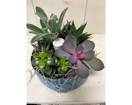 Small succulent garden Plant