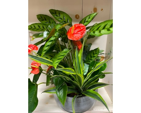 Mixed Plant Arrangement Plant