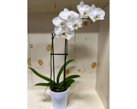 Phalenopsis Orchid Plant