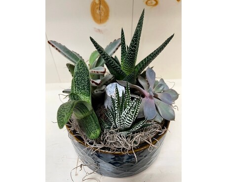 Succulent Arrangement Plant