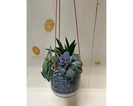 Hanging Succulents Plant