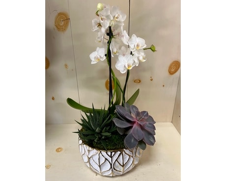 Orchid Garden Plant