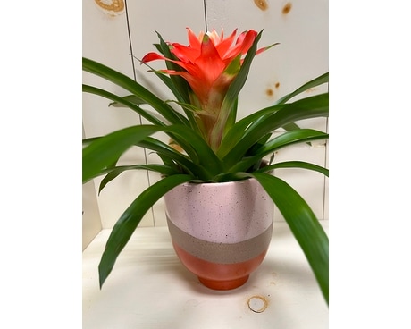 Small Bromeliad Plant