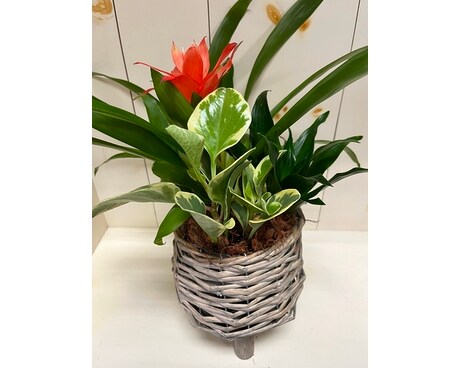 Bromeliad planter Plant