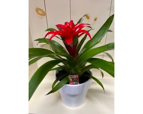Medium Bromeliad Plant Plant
