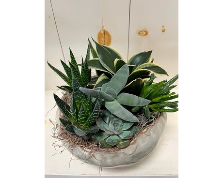 Succulent Bowl Plant