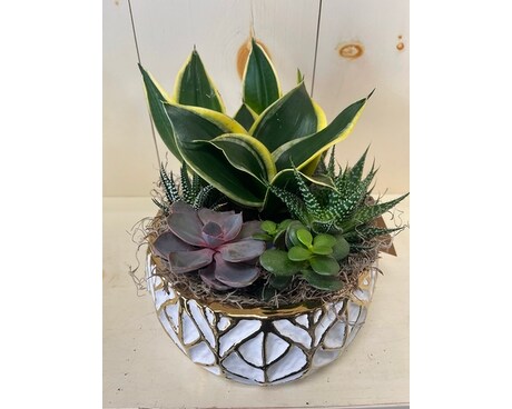 Succulent Bowl Plant