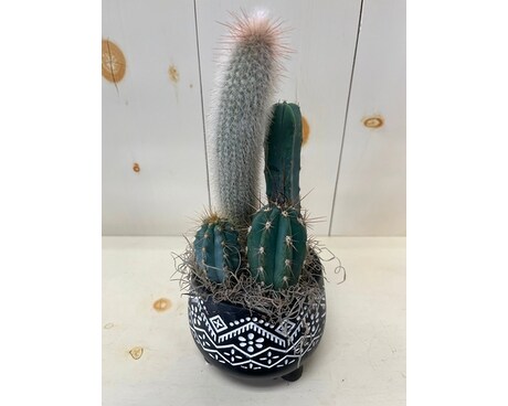Cactus garden Plant