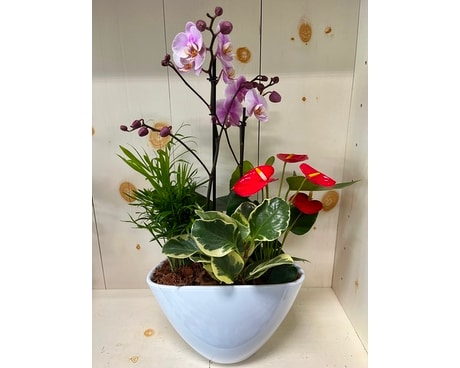Medium Orchid Garden Plant