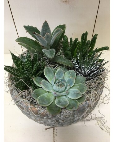 Medium succulent garden Plant