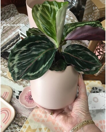 Calathea cutie Plant