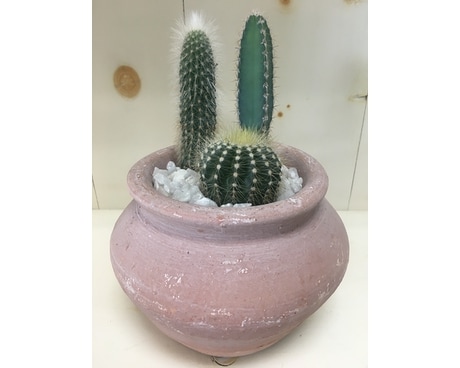 Cactus garden Plant