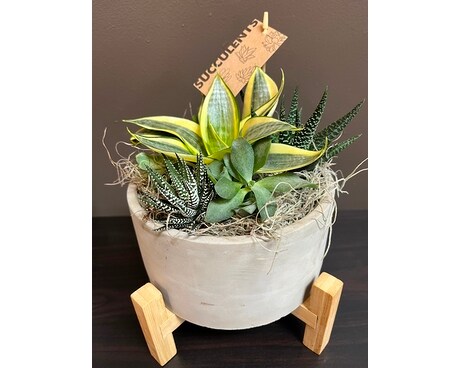 Medium Succulent Garden Plant