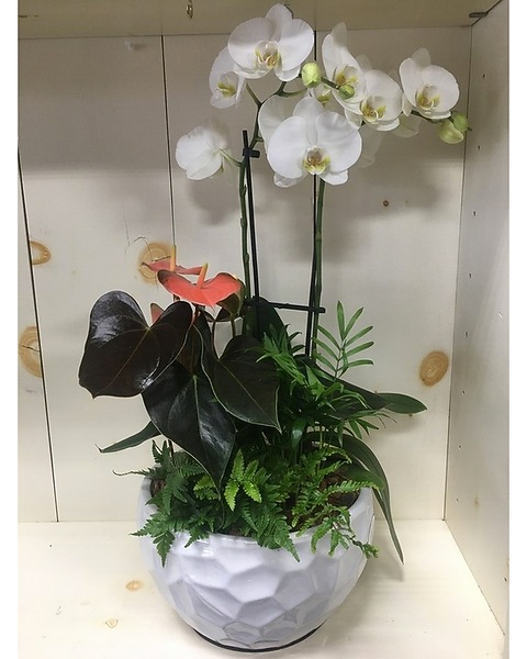 Orchid and anthurium garden in Aylmer ON - The Flower Fountain