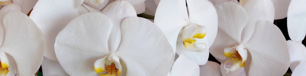 Aspen Florist