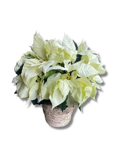 White Poinsettia - 8 Inch Plant