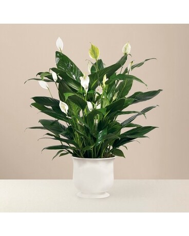 Comfort planter