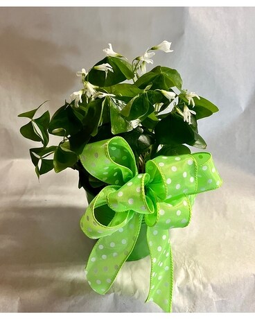 Irish Charm Shamrock Plant