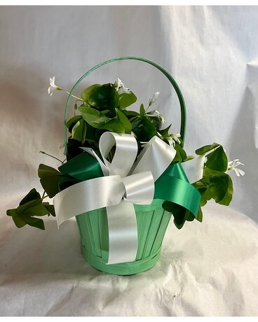 Leprechaun's Delight Plant