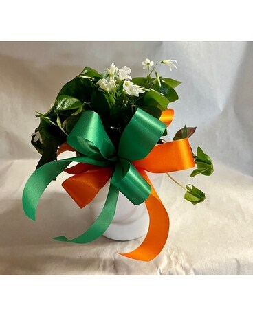 Shamrock Wishes Plant