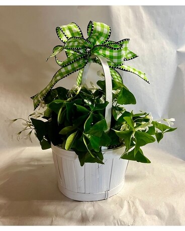 Wee Bit Of Irish basket Plant