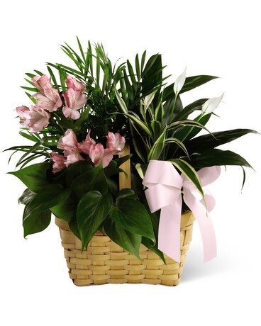 Living Spirit dishgarden Dish Garden Plant