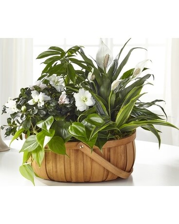 Serene Dishgarden Dish Garden Plant