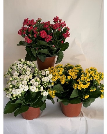 Kalanchoe plant in 6