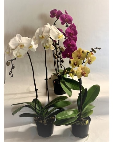 Phaleonopsis Orchid plant in a 6 inch pot Plant