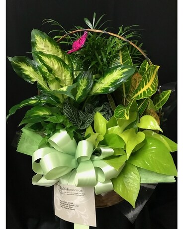 Combo Plant Basket Basket Arrangement