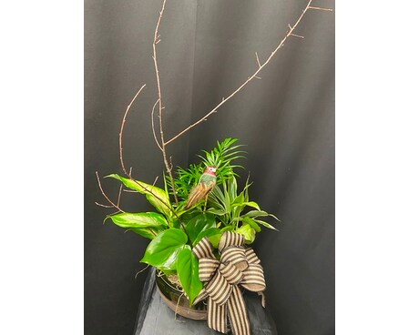 Dish Garden Dish Garden Plant