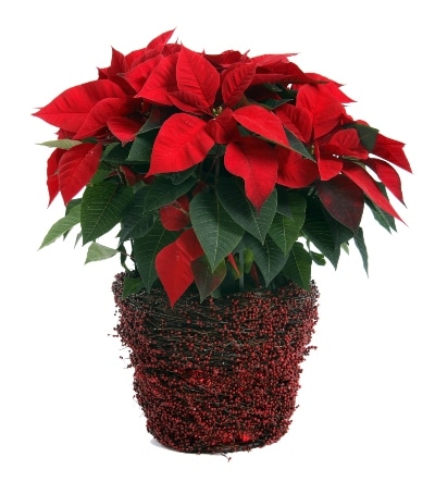 Ultimate Guide to Poinsettia Care from Petals & Stems Florist
