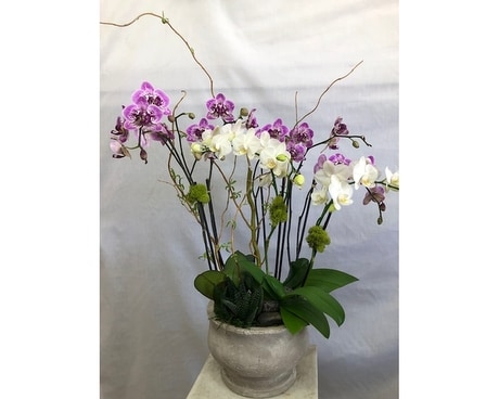 Mixed Orchids Flower Arrangement