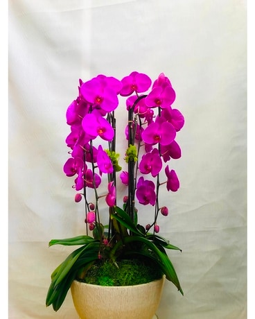 Fond Friend People Orchid Flower Arrangement