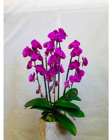 Large Purple Orchid Plant