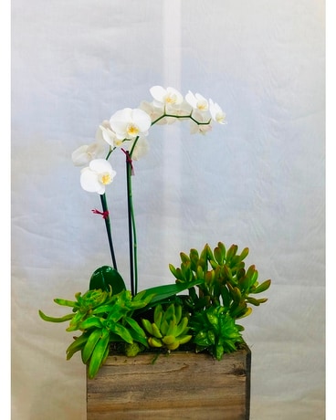 White Orchid with Succulents in Rectangle Box Plant