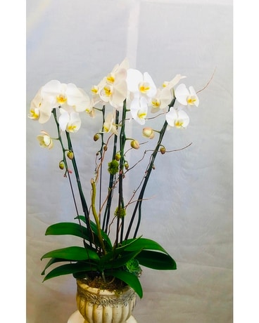 Elegance Orchid Plant