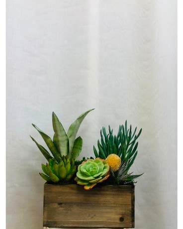 Fun Succulents in Rectangle Wood Box Plant