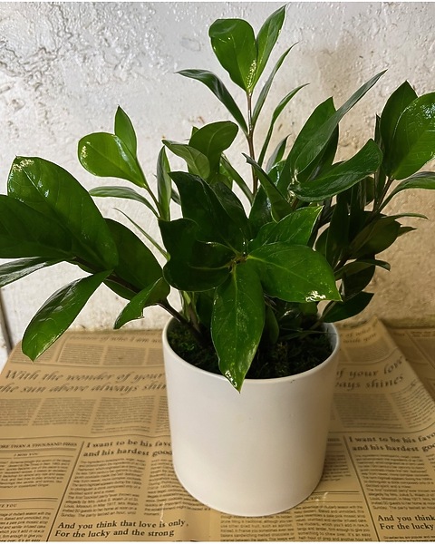 rectangle pot for plants Classic Rectangle Huge Terrazzo Garden Pot