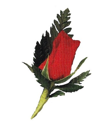 Boutonniere Flower Arrangement