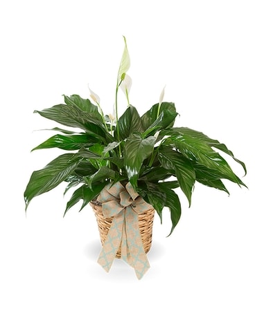 Peace Lily Flower Arrangement