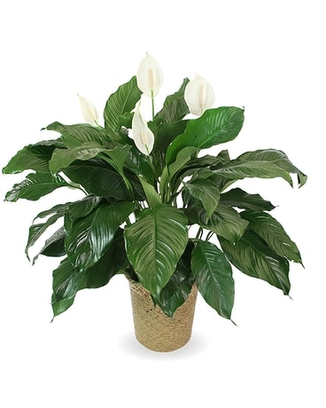 Gift of Peace Flower Arrangement