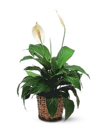 Small Spathiphyllum Plant Flower Arrangement