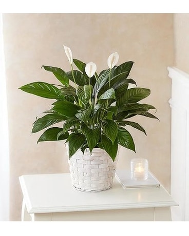Peace Lily Plant Flower Arrangement