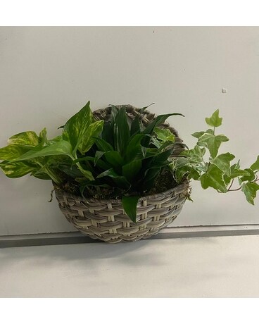 HANGING BASKET Plant