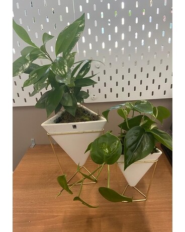 COMBO PLANT Plant