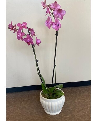 Orchid plant Plant