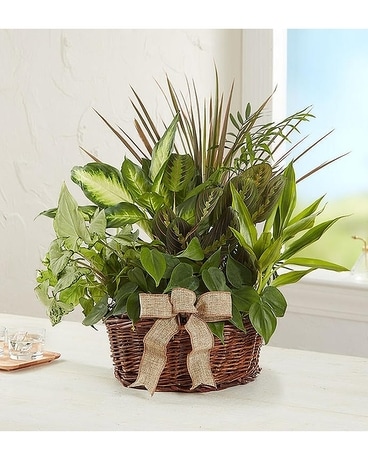 Classic Dish Garden Plant