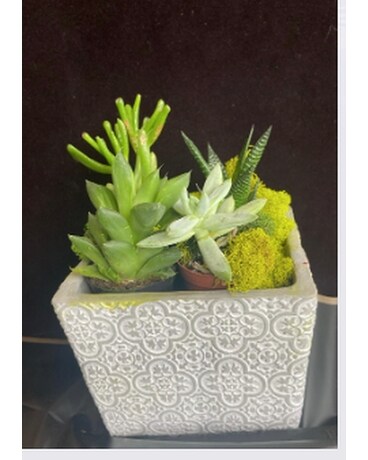 succulent Plant